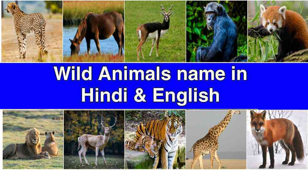 50 Wild animals named in Hindi and English with pictures